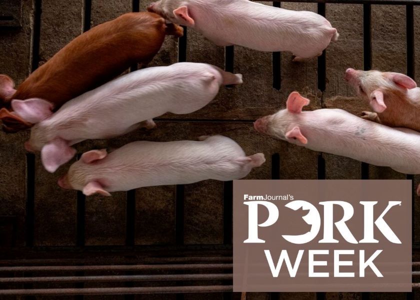 Think About This 10 Tips For Pork Producers In A Volatile Market Pork Business